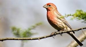 non fiction birding books